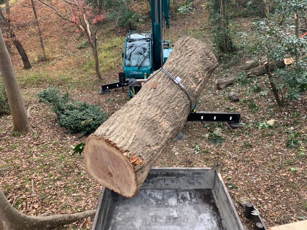 高木伐採作業風景