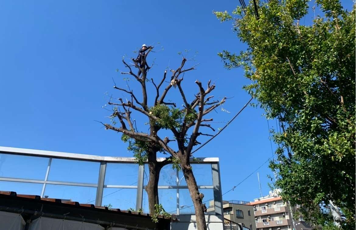 高木剪定の作業風景