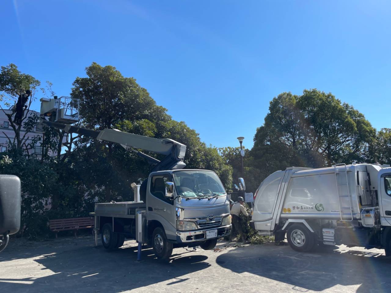 公園の樹木の剪定