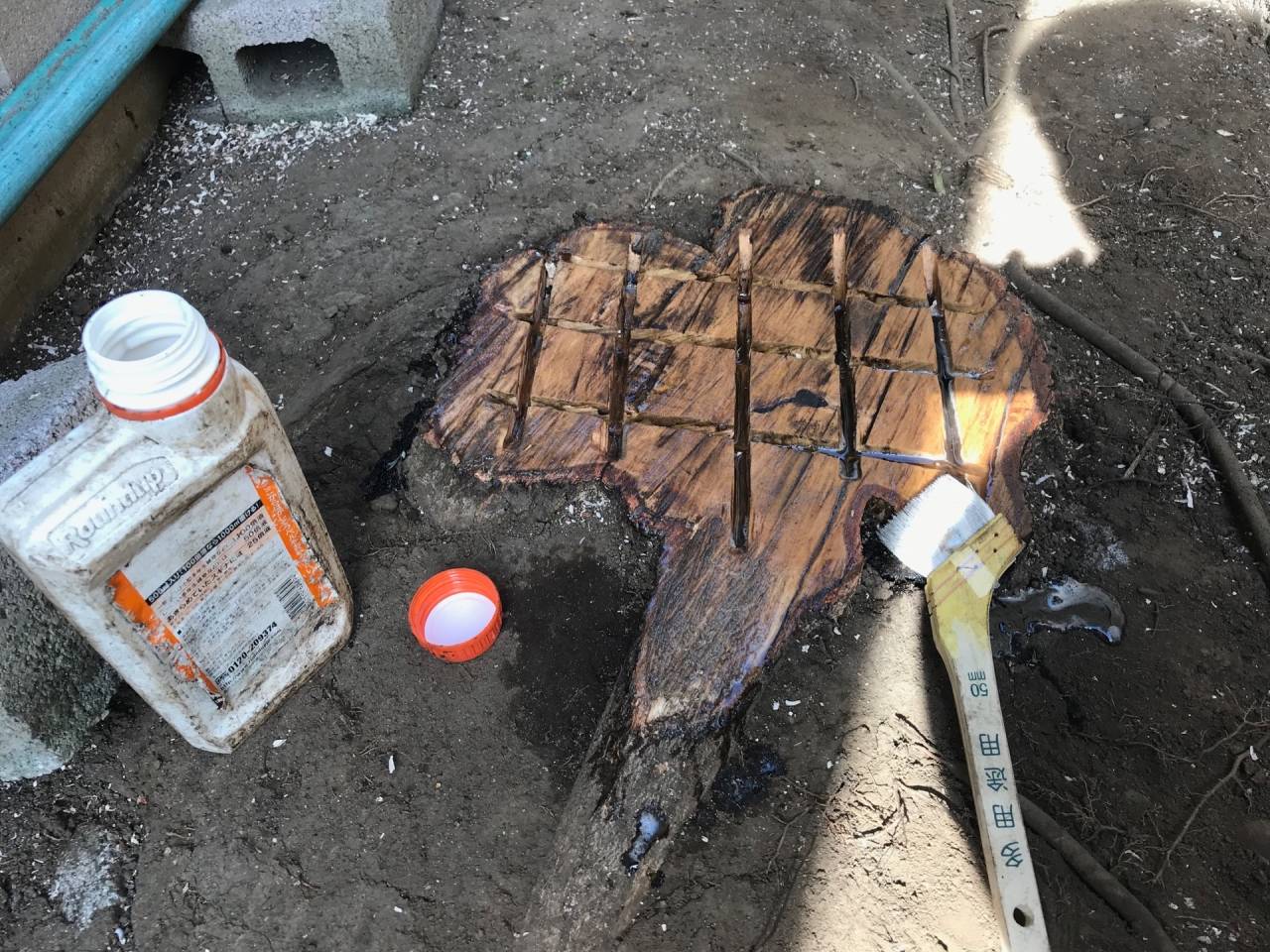 伐採後の処置(除草剤塗布)