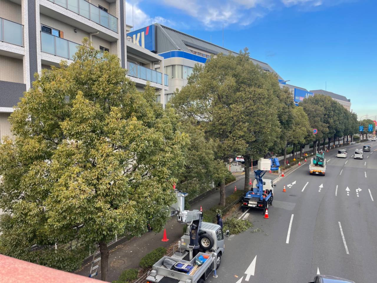 街路樹の剪定作業