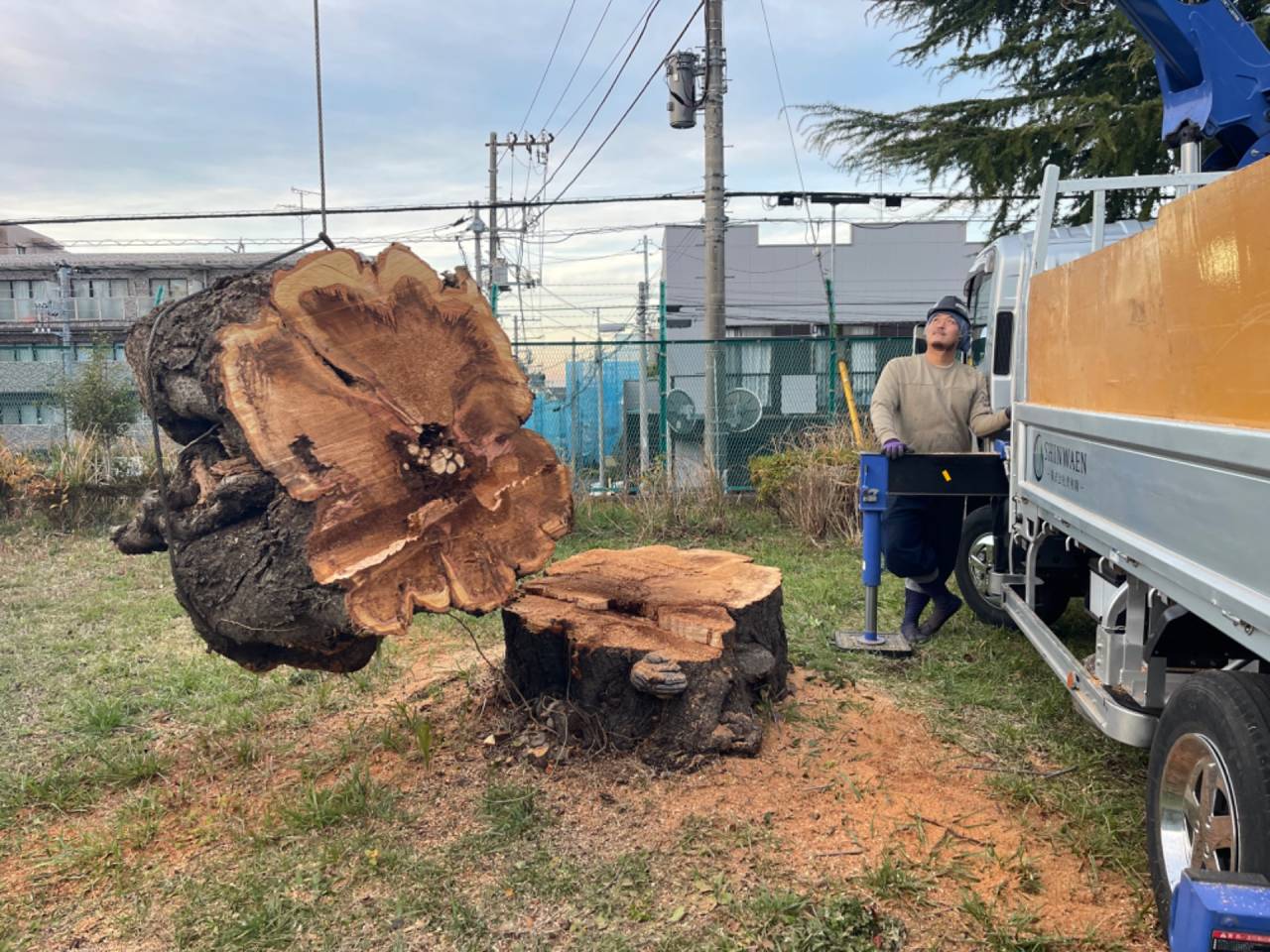 大木の伐採