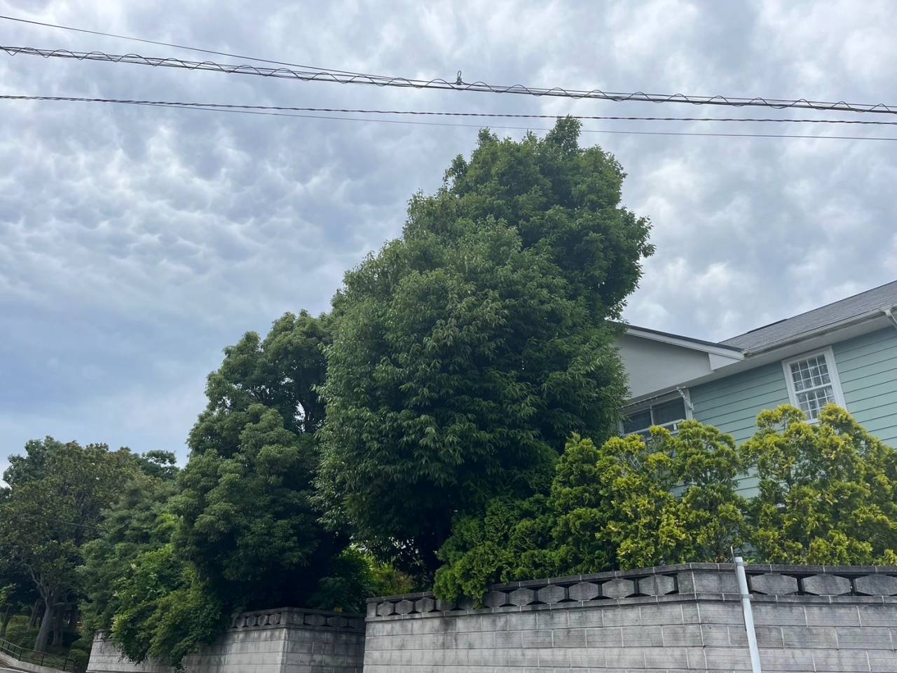 施工実績紹介No.173【横浜市泉区緑園】お庭のタブノキ・シラカシを強剪定作業|大きくなり過ぎた常緑樹を安全に整理